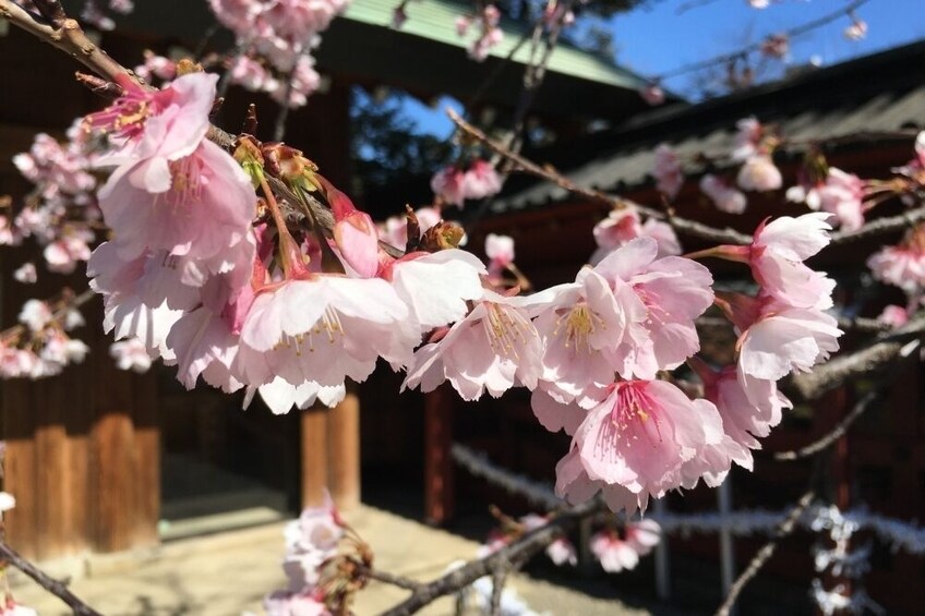 Tokyo: Spring Daytime Hanami (Cherry Blossom) Food Tour 2025 (2.5hour / EN)