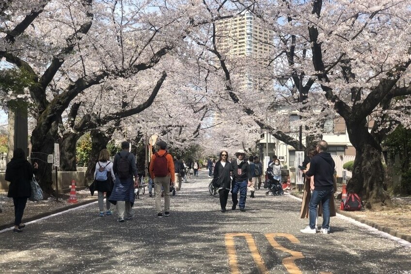 Tokyo: Spring Daytime Hanami (Cherry Blossom) Food Tour 2025 (2.5hour / EN)