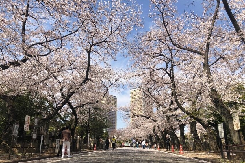 Tokyo: Spring Daytime Hanami (Cherry Blossom) Food Tour 2025 (2.5hour / EN)