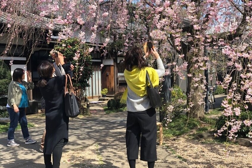 Tokyo: Spring Daytime Hanami (Cherry Blossom) Food Tour 2025 (2.5hour / EN)