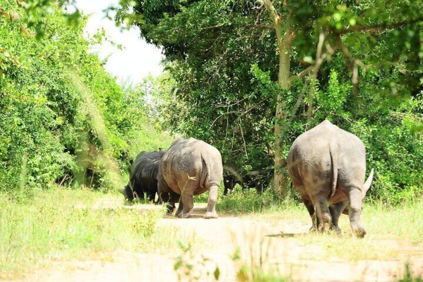 10 Day Gorilla Chimps and Big 5 Safari