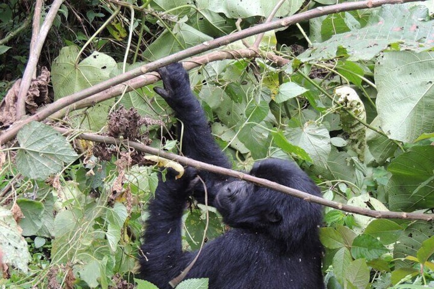 10 Day Gorilla Chimps and Big 5 Safari