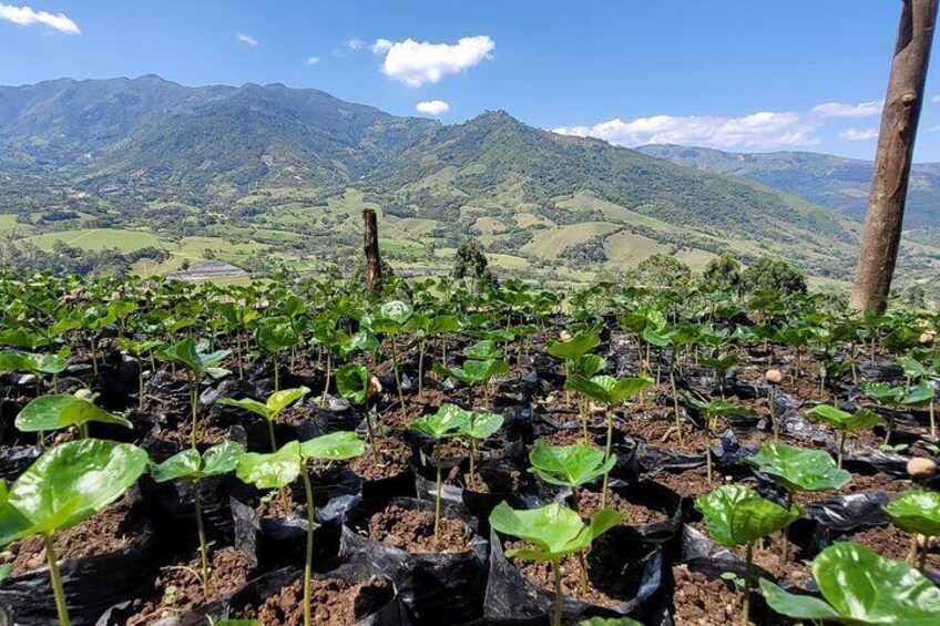 Rural Adventure Cafe Horseback Riding and Tradition in Medellin