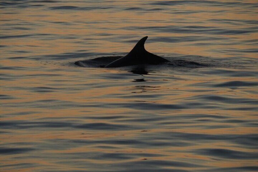 Dolphin Watching Boat Trip around Vrsar