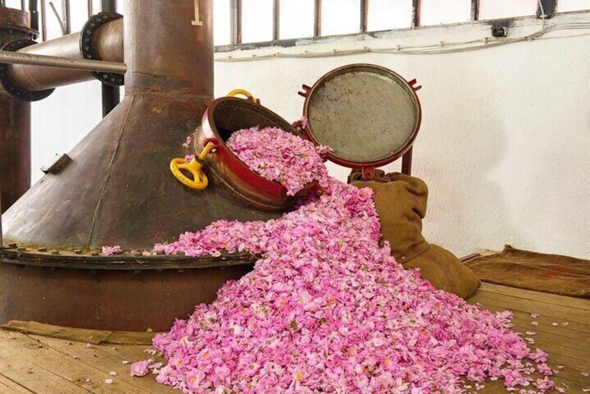 Riviera Roses