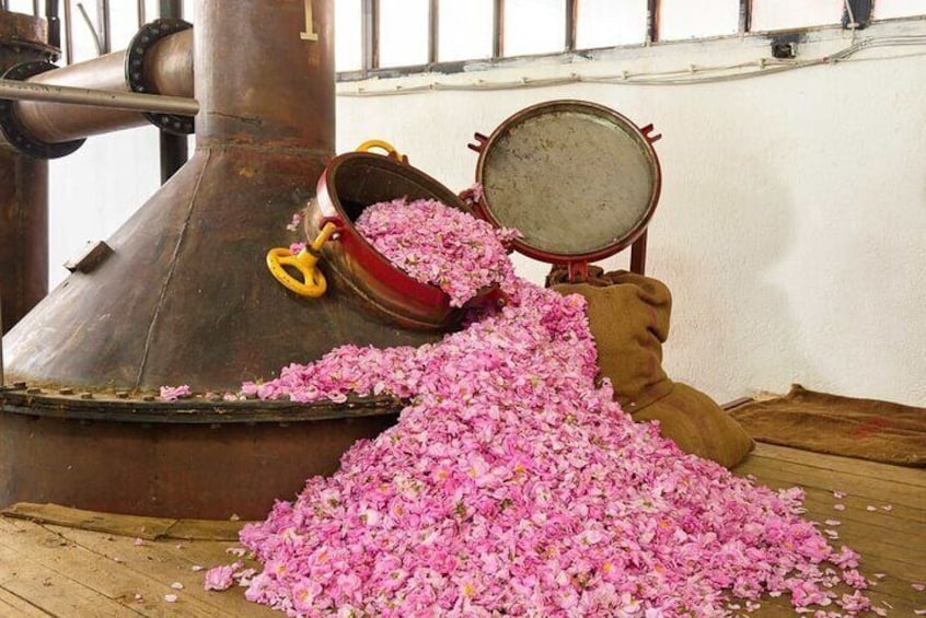 Riviera Roses