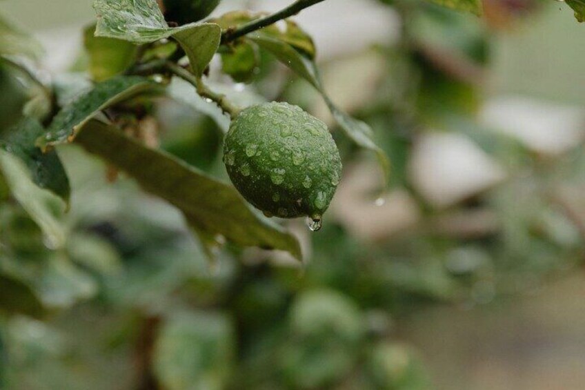 Matahui Distillery's rural location and budding permaculture garden.