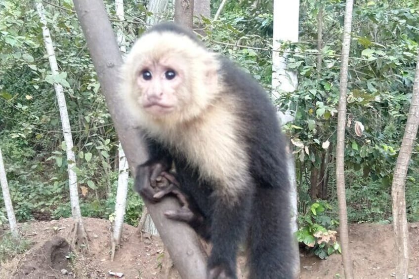 Monkey, Sloth and Jaco Beach Adventure