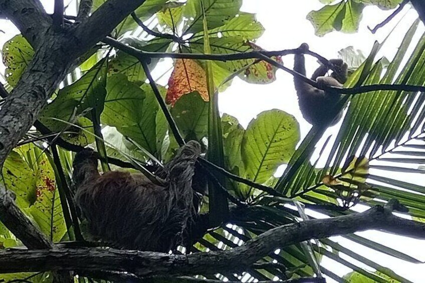 Monkey, Sloth and Jaco Beach Adventure