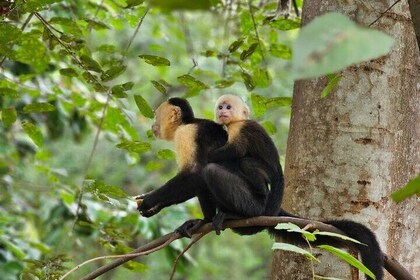 Monkey, Sloth and Jaco Beach Adventure