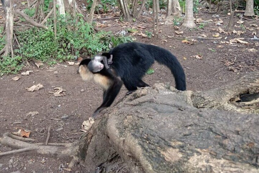 Monkey, Sloth and Jaco Beach Adventure