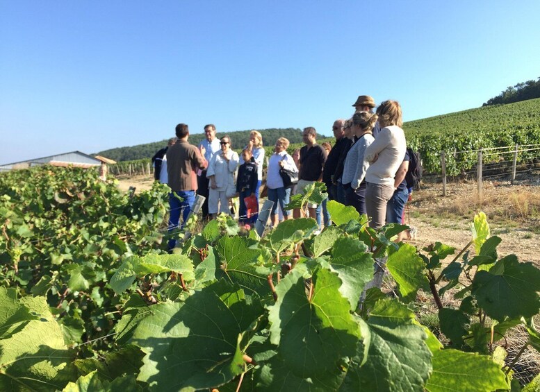 Picture 5 for Activity La Roche Vineuse: Visit to the Vine and Wine Museum