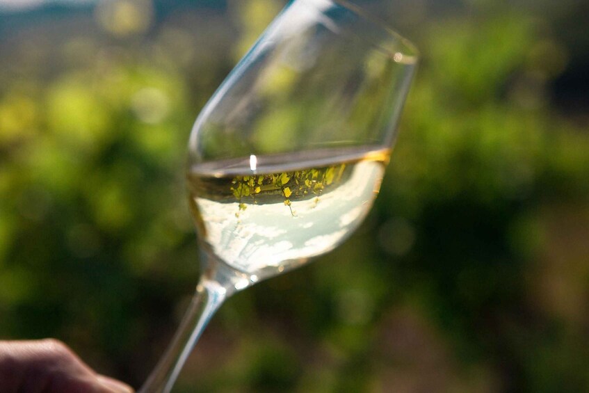 Picture 3 for Activity La Roche Vineuse: Visit to the Vine and Wine Museum