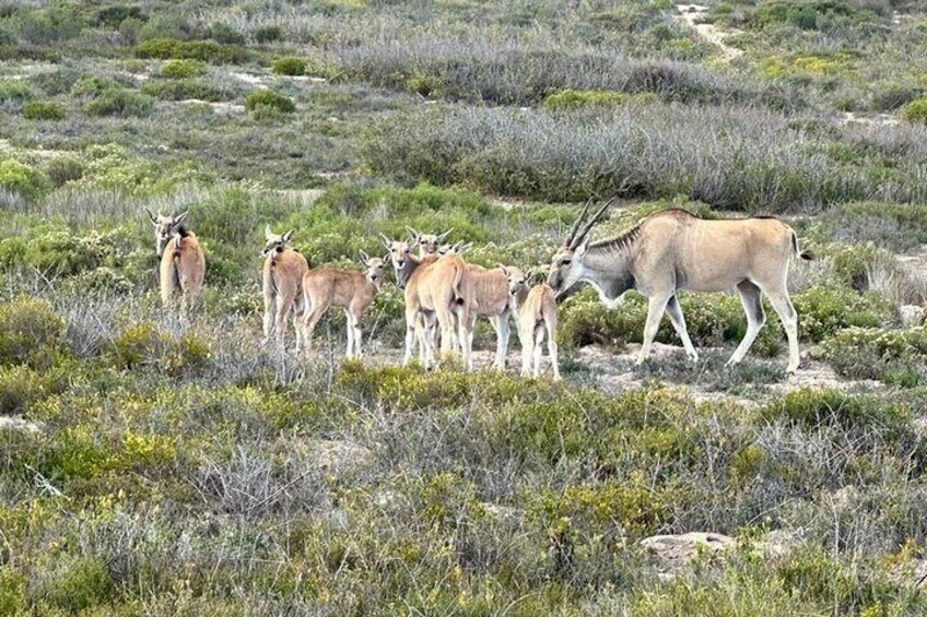 Eland thrive on the West Coast