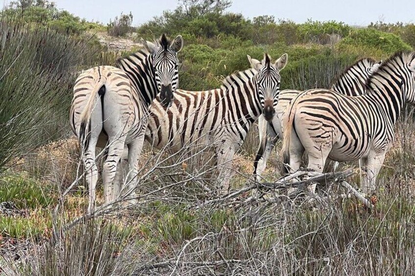 Zebras are another iconic species on our game reserve