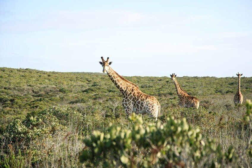 Our giraffes are our pride and joy