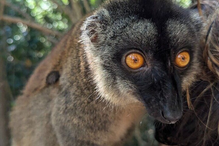 Lemurs Mountain of Amber and Tsingy red