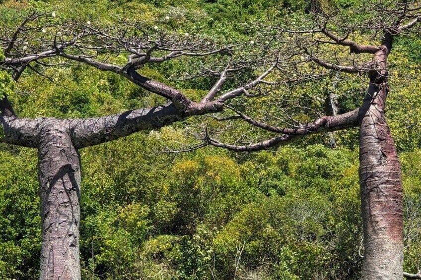 Baobab Mountain of the French