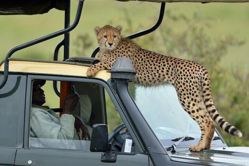  9 Days Tour On Kenya Wildlife Safari Via 4x4 Landcruiser. 