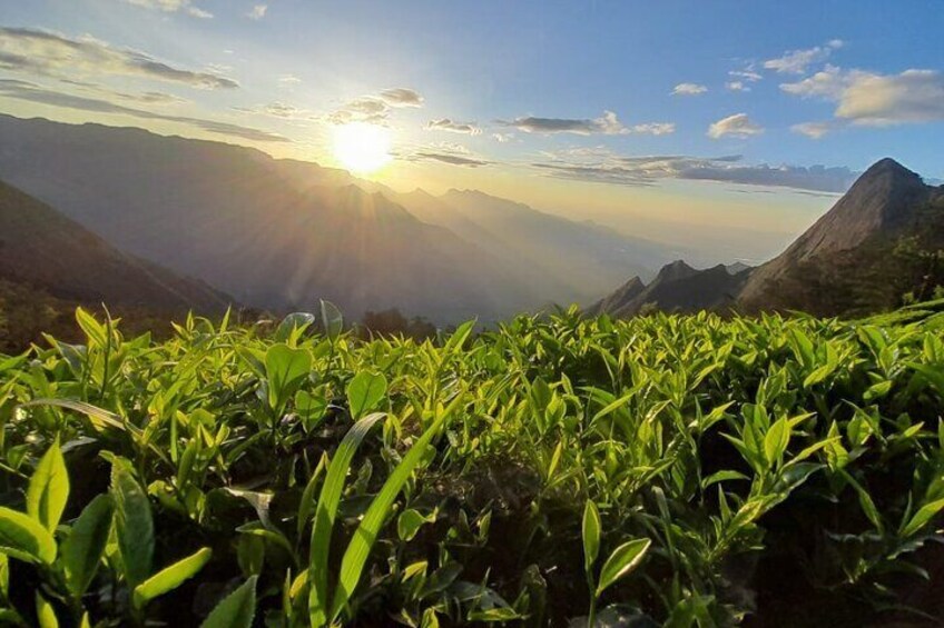 Kolukkumalai Sun Rise Trekking and Jeep Safari