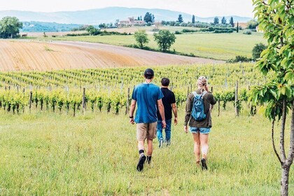 Mensanello Valley Wine and Olive Tasting Hike