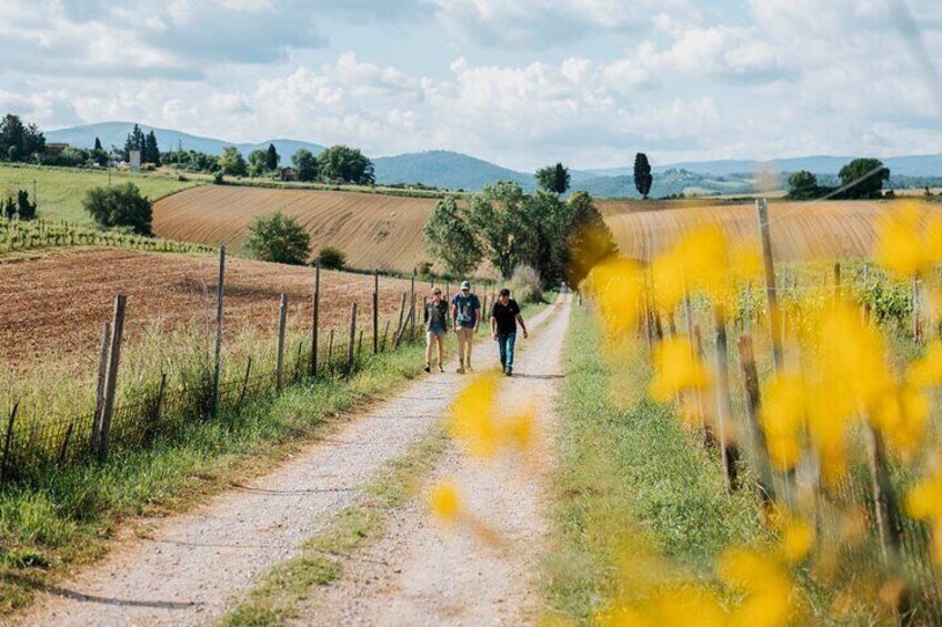 Mensanello Valley Wine and Olive Tasting Hike