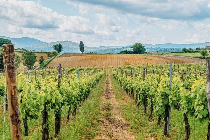 Mensanello Valley Wine and Olive Tasting Hike