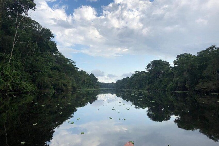authentic jungle
