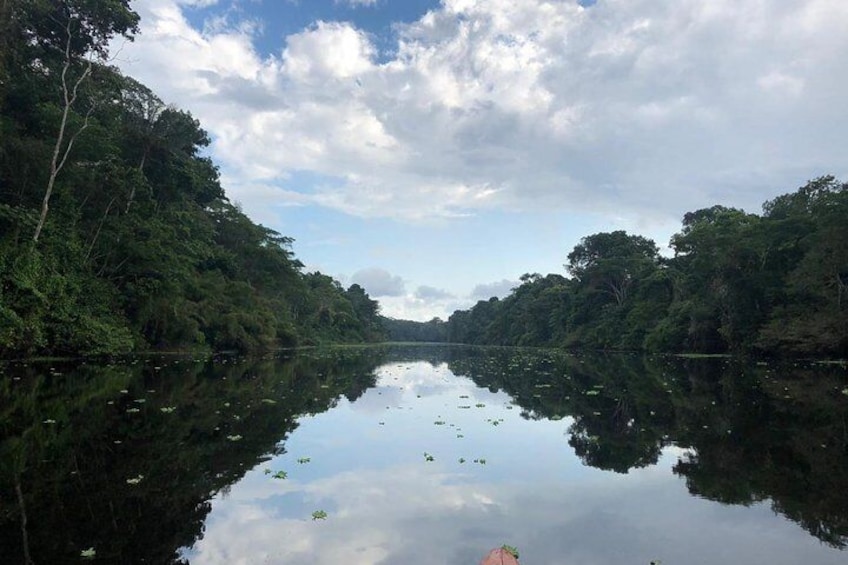 authentic jungle
