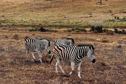 2 Jours Meilleur Safari Tour Garden Route Lodge