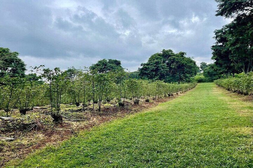 Fairview Coffee Farm Day Tour