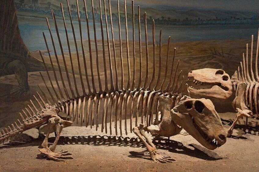 Dinosaur Fossil 