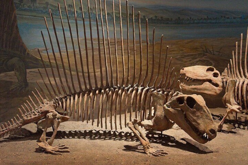 Dinosaur Fossil