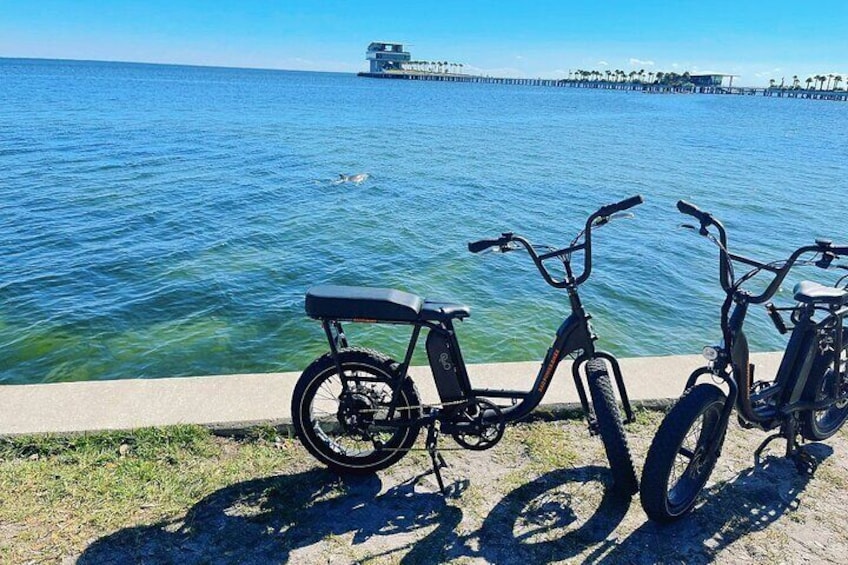 Dolphin Sightseeing with an E Bike!