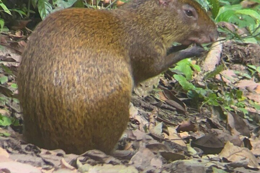 Monteverde Cloud Forest Preserve Tour