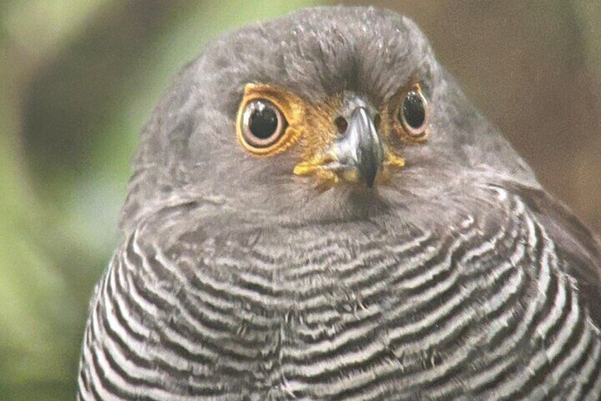 Monteverde Cloud Forest Preserve Tour