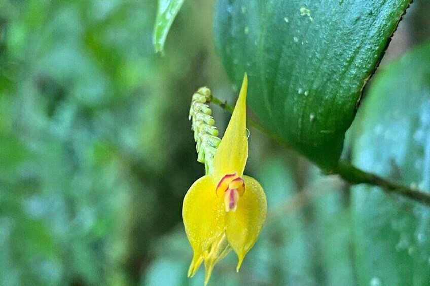 Monteverde Cloud Forest Preserve Tour