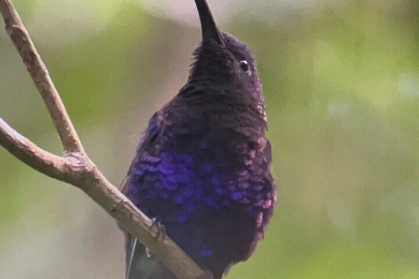 Monteverde Cloud Forest Preserve Tour