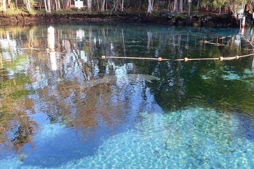 Manatee Viewing Cruise