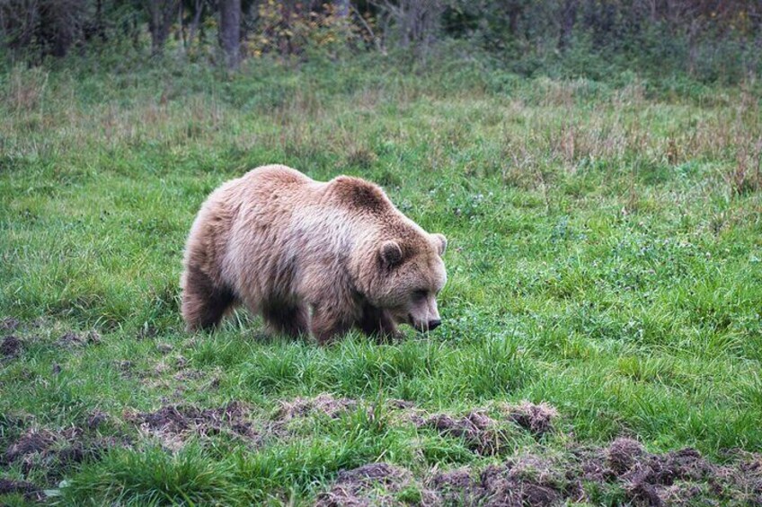 Hiking Bear Watching Tour in High Tatras from Podbanske Slovakia