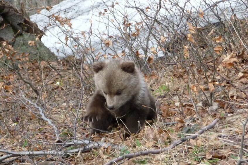 Hiking Bear Watching Tour in High Tatras from Podbanske Slovakia