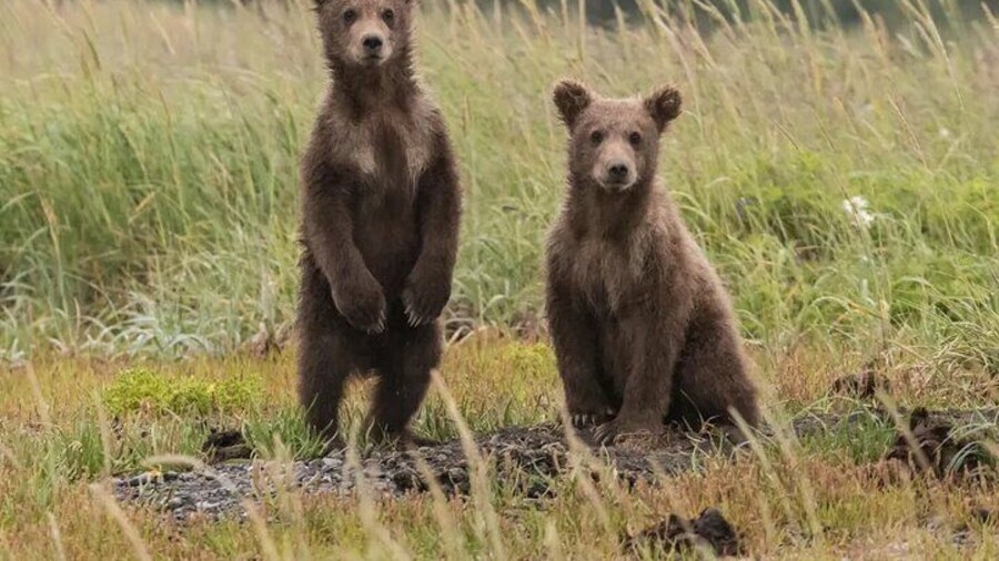 Hiking Bear Watching Tour in High Tatras from Podbanske Slovakia