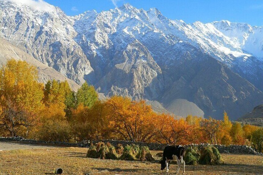 Autumn Color in the North of Pakistan