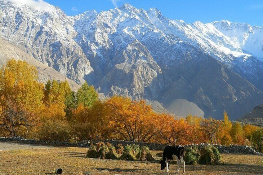 Autumn Color in the North of Pakistan