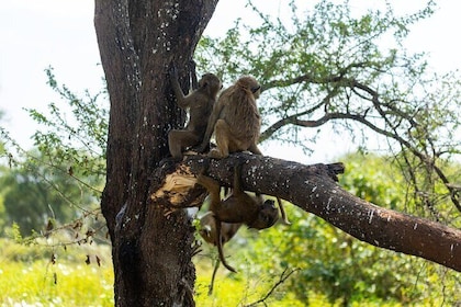 Serengeti and Ngorongoro Fly Tour in Safari