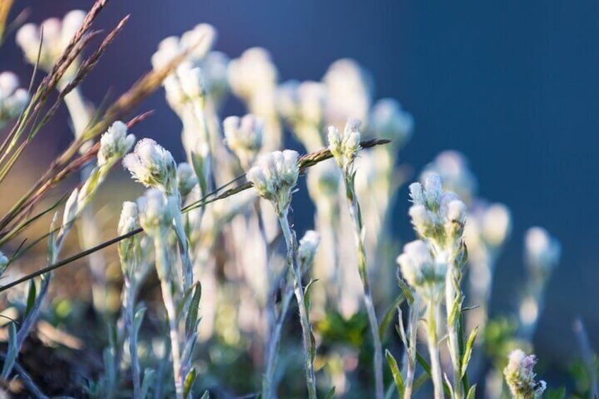 Rare flowers