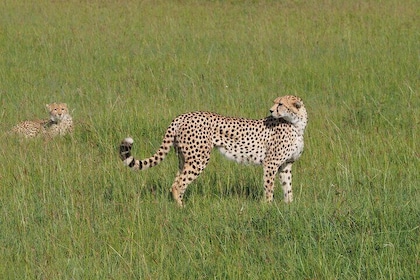 2 days 1 Night Tsavo East National Park Safari from Diani/Mombasa