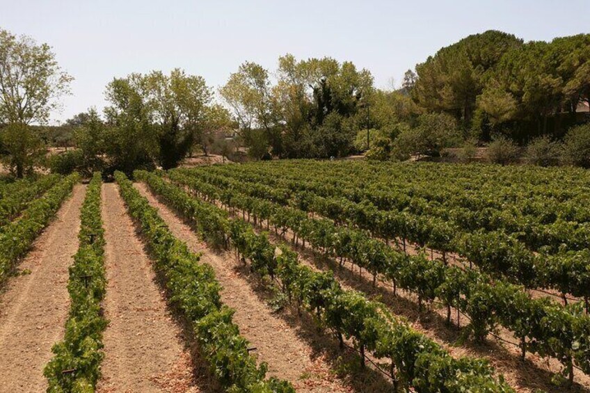 Historical and Authentic Kefalonia Wine Journey