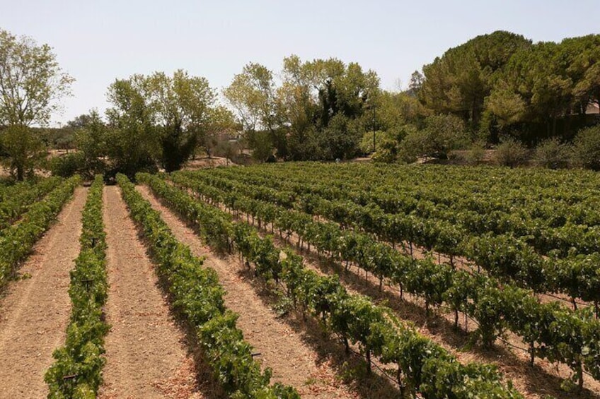 Historical and Authentic Kefalonia Wine Journey