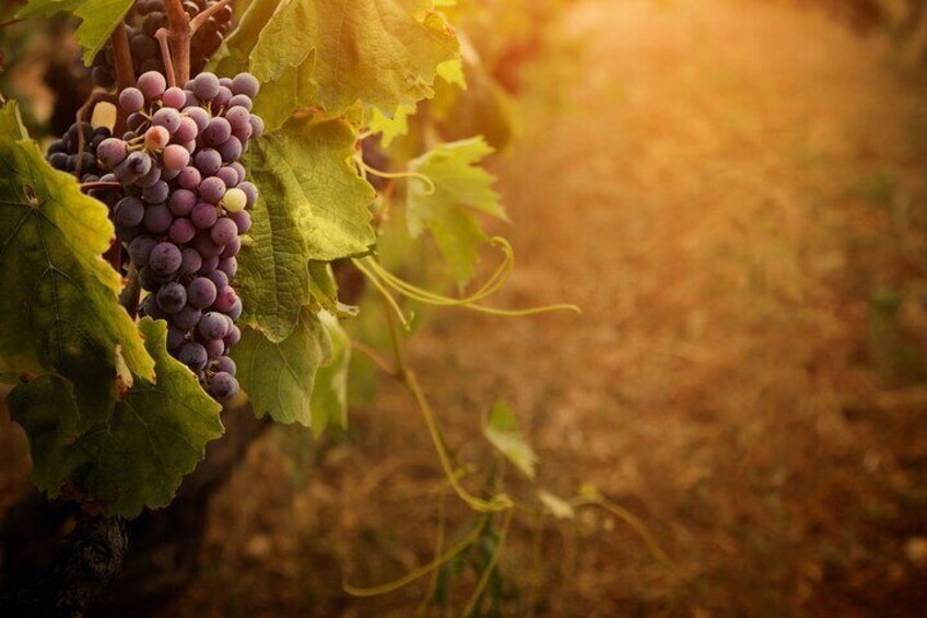 Culinary and Cultural Exploration of Kefalonia